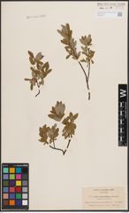 Foto von Salix desertorum Richardson
